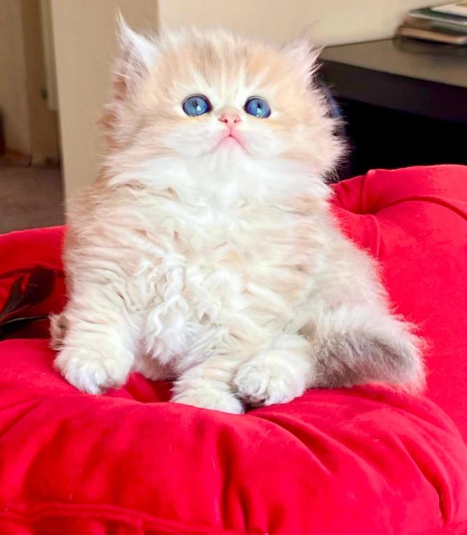 British Longhair Blue Golden Female photo 4