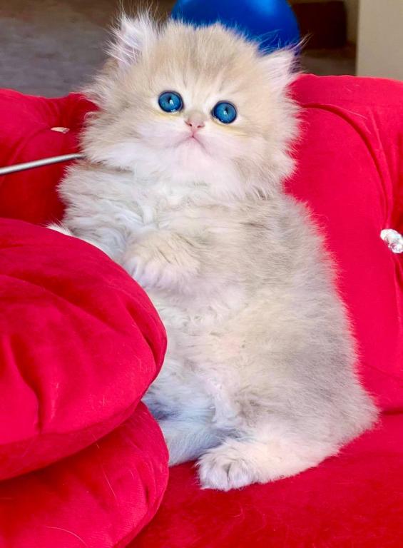 British Longhair Blue Golden Female photo 2