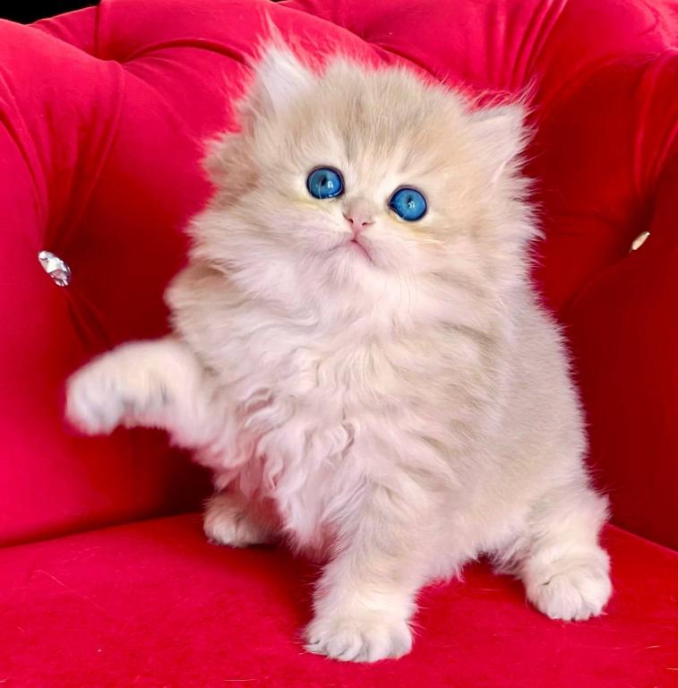 British Longhair Blue Golden Female photo 1
