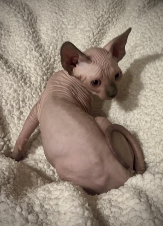 Seal Point Pink Male photo 4