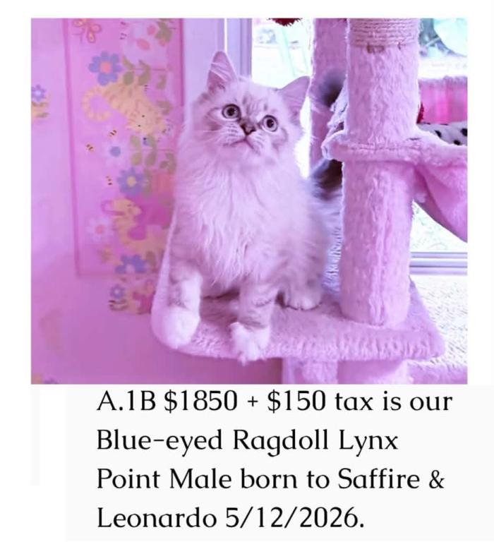 Saffire & Leonardo photo 1