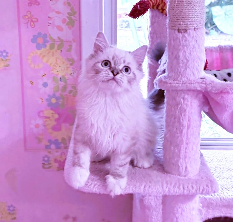 Saffire & Leonardo photo 2