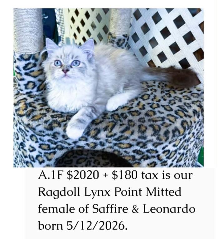 Saffire & Leonardo photo 3