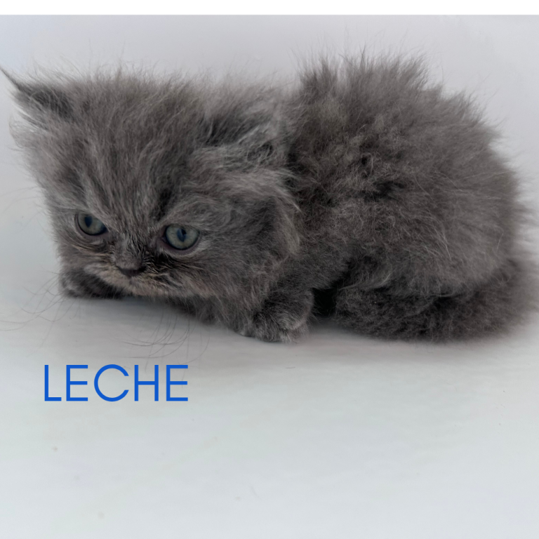 Leche photo 2
