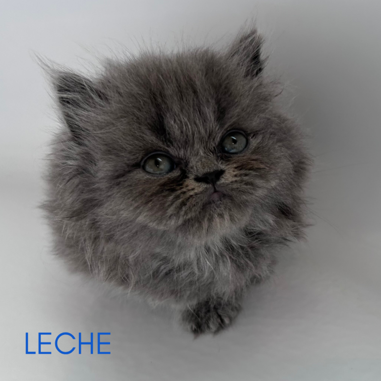 Leche
