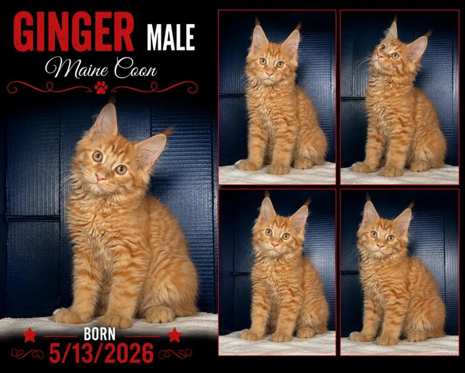 Stormy Ginger 2 photo 1