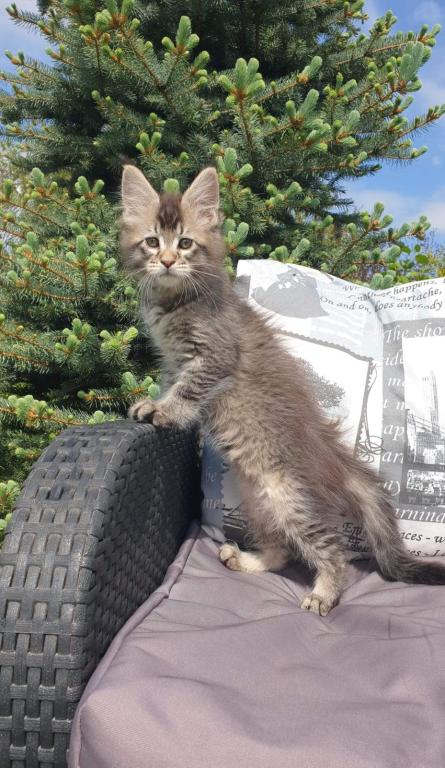 Maine Coon NOV Grace photo 5