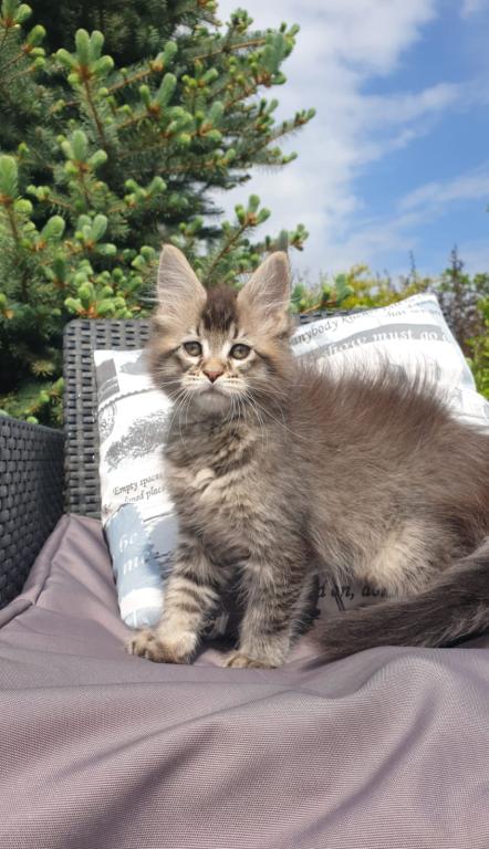 Maine Coon NOV Grace photo 4