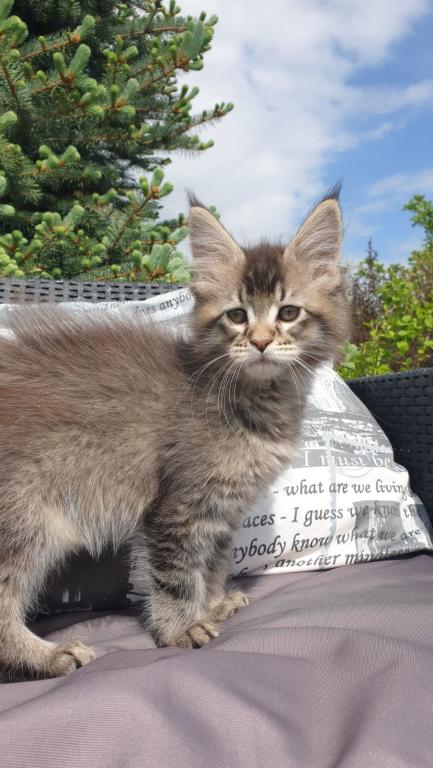 Maine Coon NOV Grace photo 3