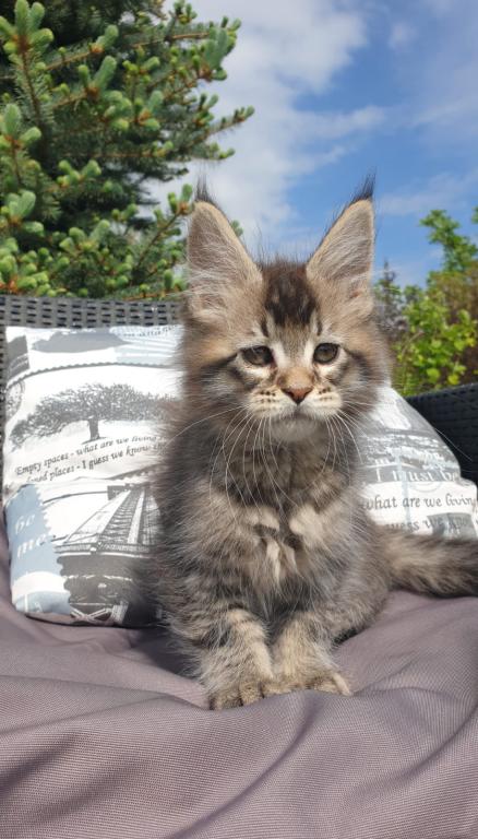 Maine Coon NOV Grace photo 1