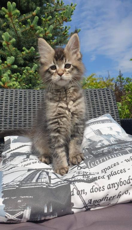 Maine Coon NOV Grace photo 6
