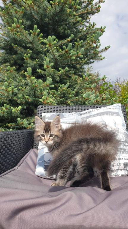 Maine Coon NOV Grace photo 2