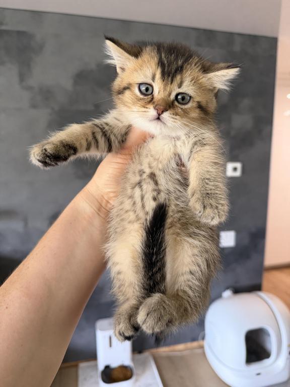 Milo photo 1
