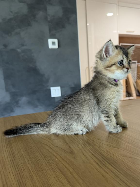 Milo photo 2