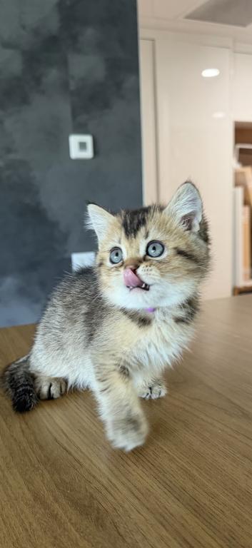 Milo photo 5