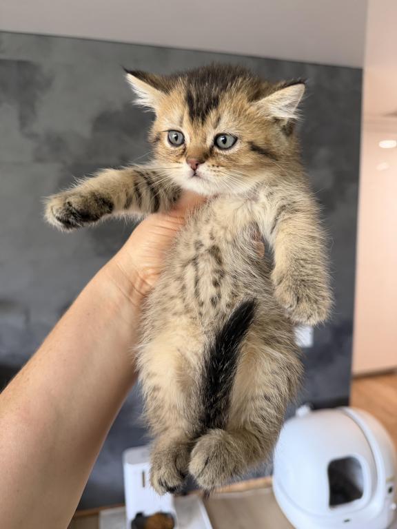 Milo photo 4