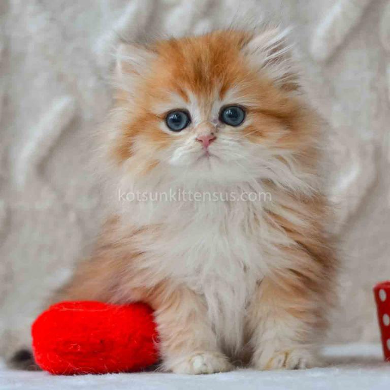 Sergi Golden Shaded Longhair British photo 2