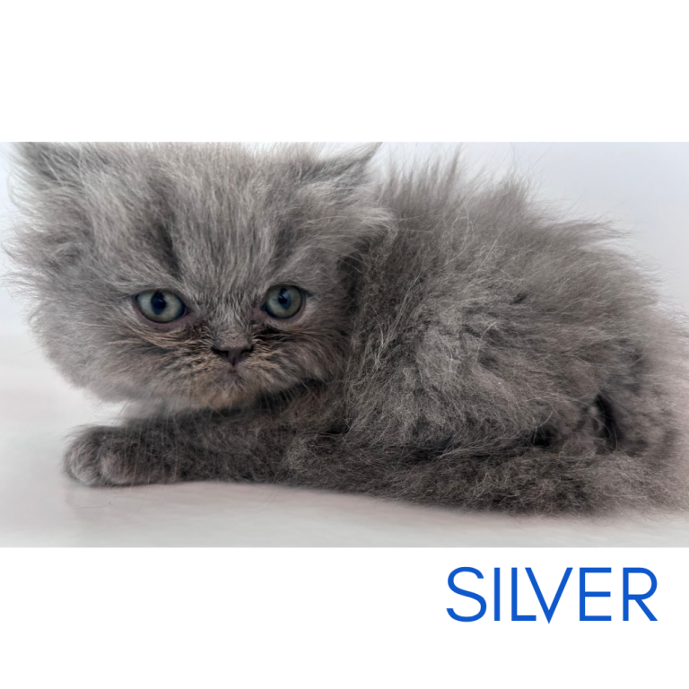 Silver photo 1