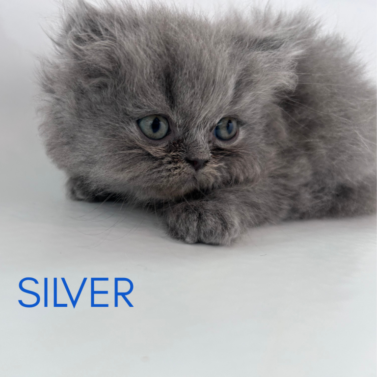 Silver photo 3