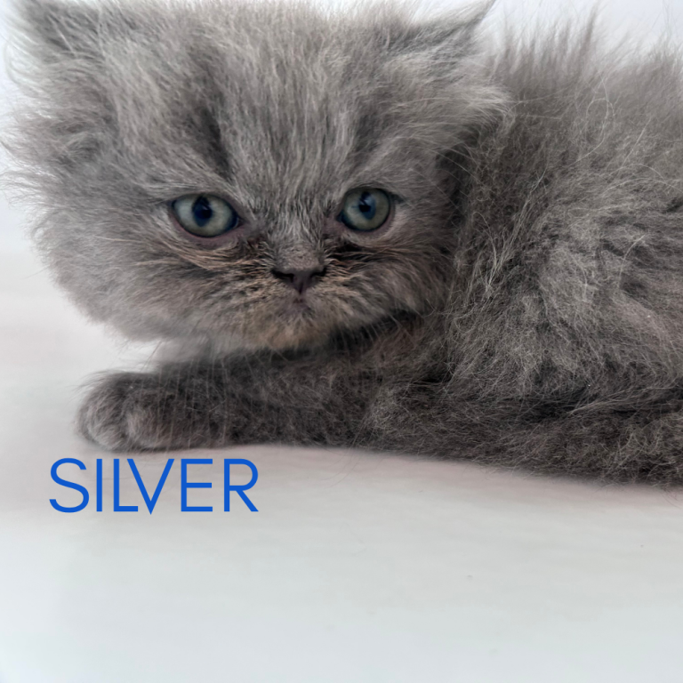 Silver photo 2