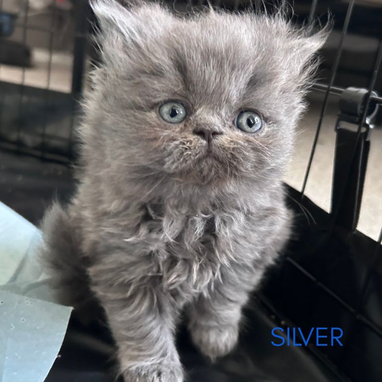 Silver photo 5