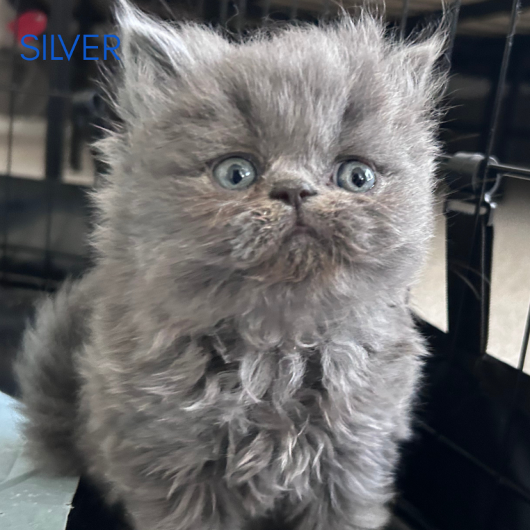 Silver photo 4