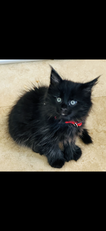 Maine Coon Babies photo 10