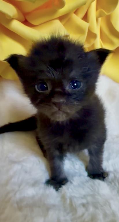 Maine Coon Babies photo 1