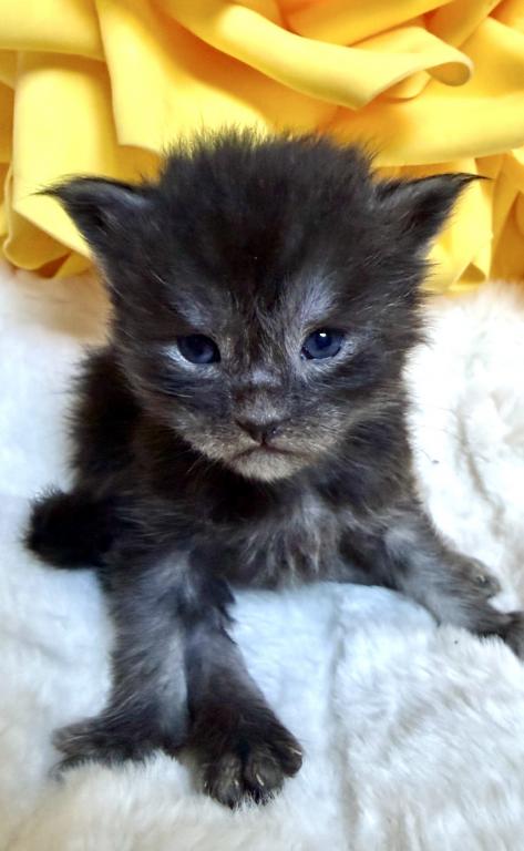 Maine Coon Babies photo 2