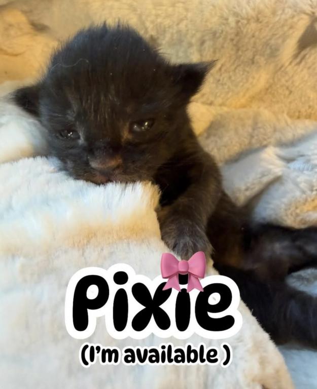 Maine Coon Babies photo 7