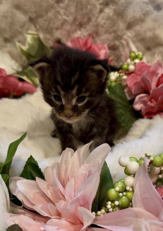 Maine Coon Babies photo 3