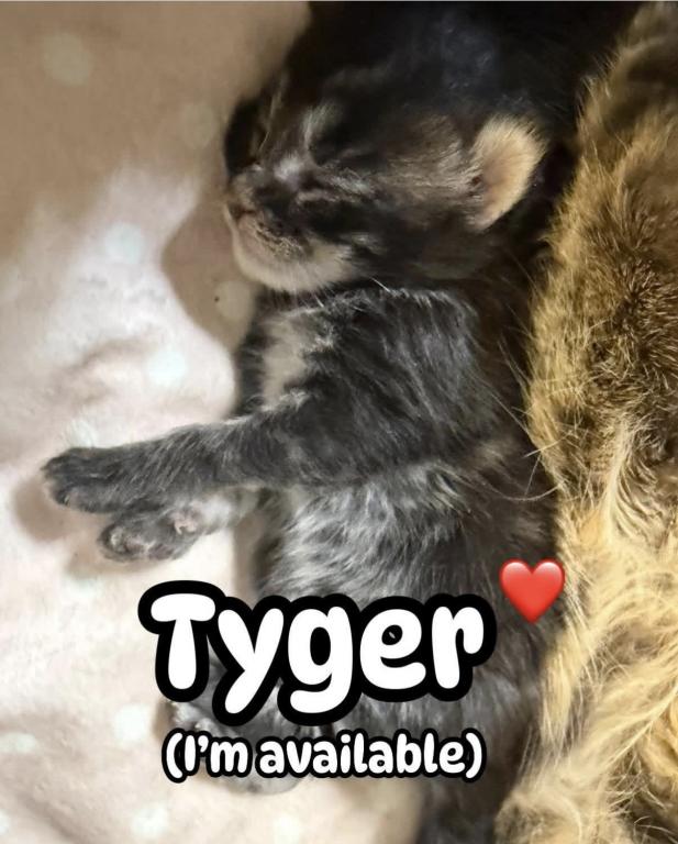 Maine Coon Babies photo 9