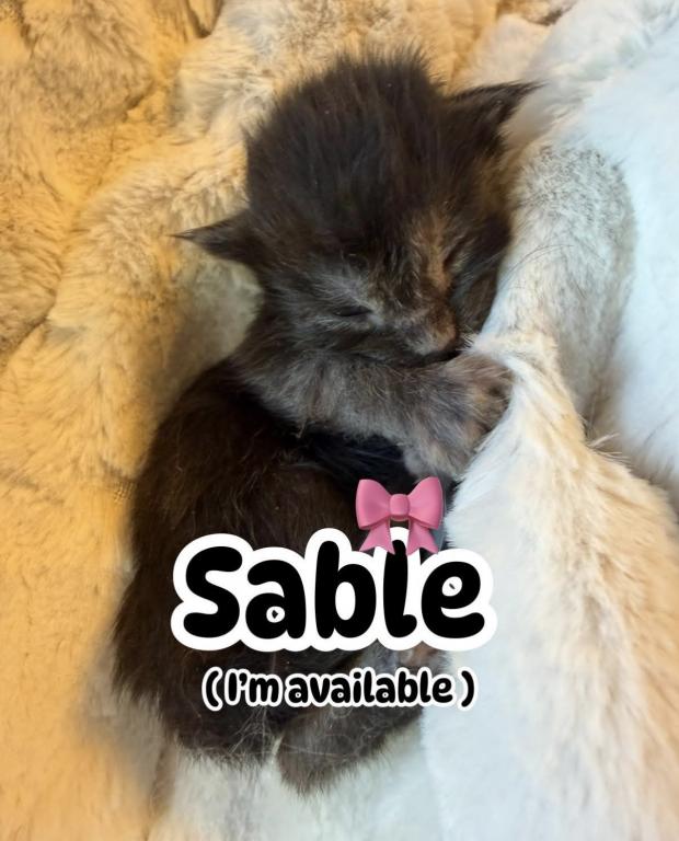 Maine Coon Babies photo 8