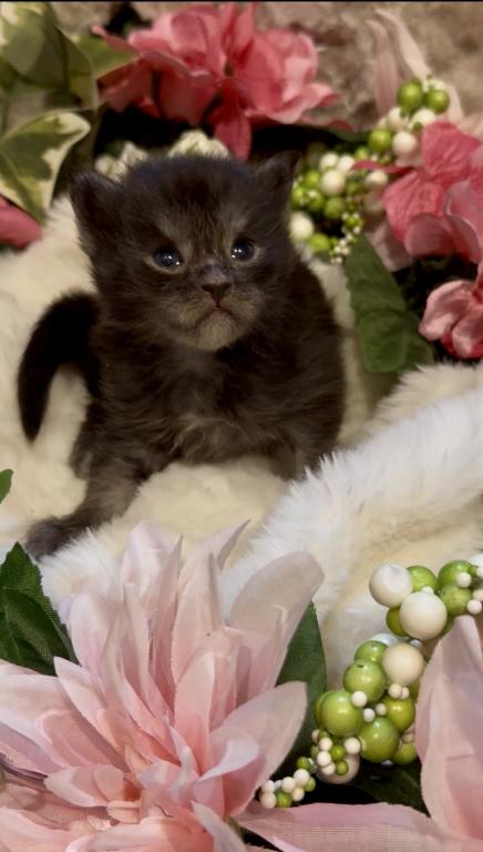 Maine Coon Babies photo 5