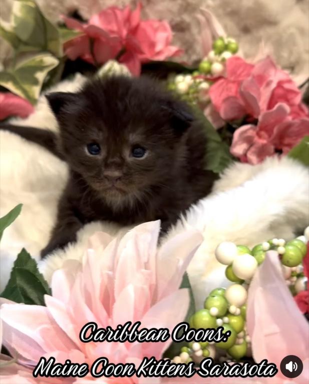 Maine Coon Babies photo 4