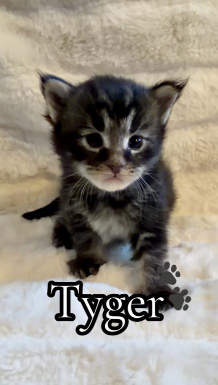 Maine Coon Babies photo 6