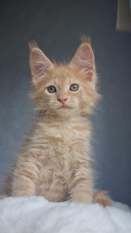 Maine Coon EZ Paul photo 1