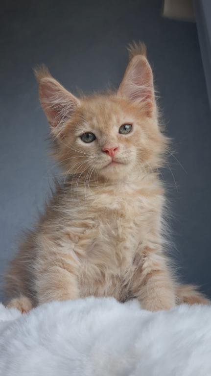 Maine Coon EZ Paul photo 5