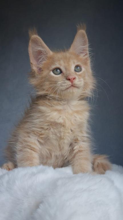 Maine Coon EZ Paul photo 2
