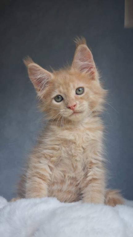 Maine Coon EZ Paul photo 3