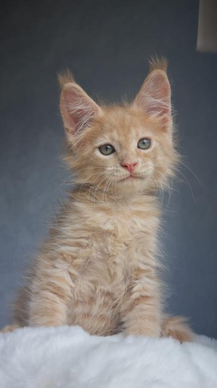 Maine Coon EZ Paul photo 4