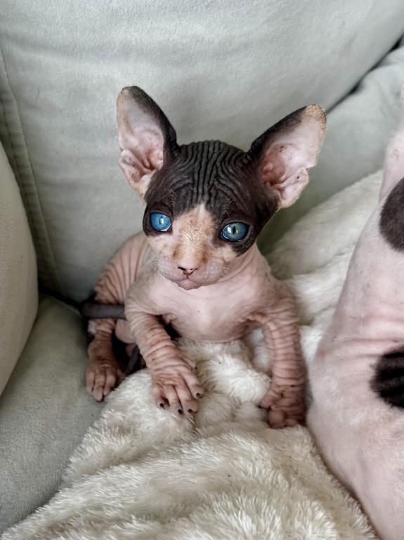 Odd Eyed Purebred Sphynx Male Kitten photo 1