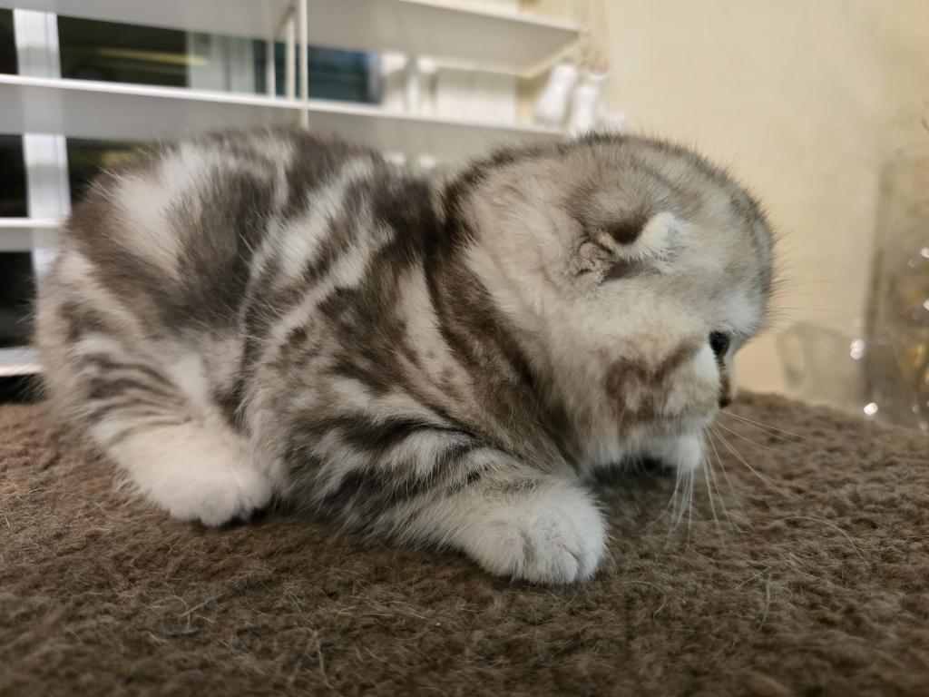 Stella photo 23