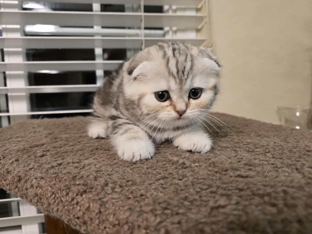 Stella photo 11