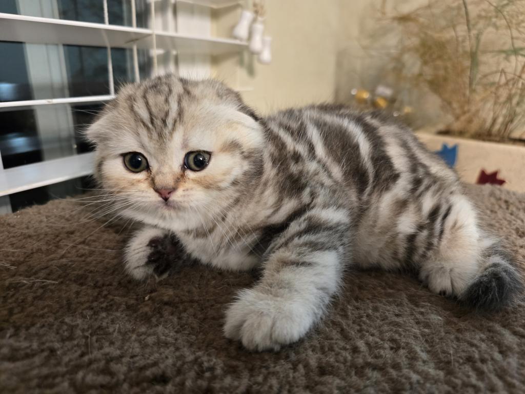 Stella photo 18