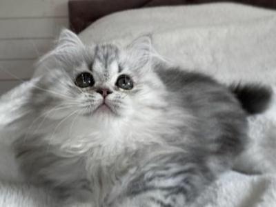 Stella photo 3