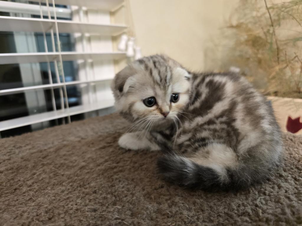 Stella photo 10