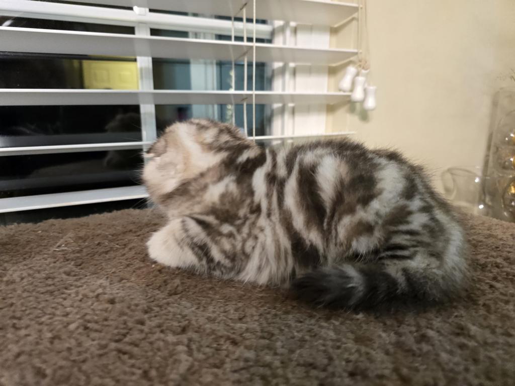 Stella photo 20