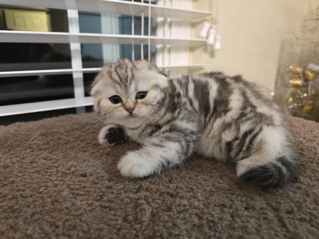 Stella photo 14