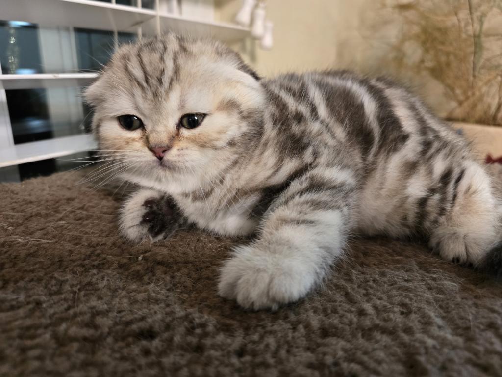 Stella photo 17